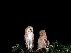 MS Shot of barn owl with chick standing on branch / Vieux Pont en Auge, Normandy, France Stock Footage