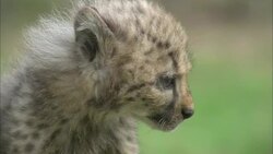 A cheetah cub licks its lips. Stock Footage