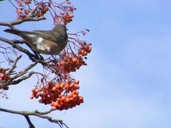 American Robin Stock Footage
