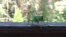 Grasshopper Stock Footage