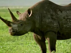 MS Rhinoceros on grassland / Tanzania Stock Footage