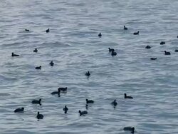 HD: Black ducks on sea Stock Footage