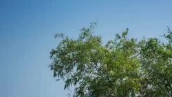 trees swaying in wind Stock Footage