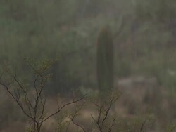 Pull focus from shrub to barrel cactus with rain falling amongst Saguaro cactus and prickly pear cactus. Sonoran Desert, Arizona, USA Stock Footage