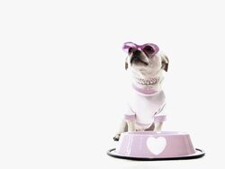 Valentine Dog .. Stock Footage