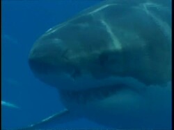 CU Great White Shark, swims to camera in hazy water, head in profile, then swims past camera, Guadalupe Island, Pacific Ocean Stock Footage