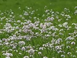 MS View of cuckoo flowers field / Kastel-Staadt, Rhineland-Palatinate, Germany Stock Footage