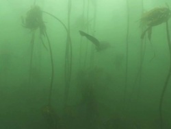 Seven Gill Shark swimming through dark kelp forest Stock Footage