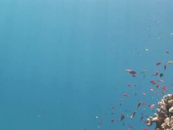 Sunlight dapples schools of tiny fish that dart around colorful corals. Stock Footage