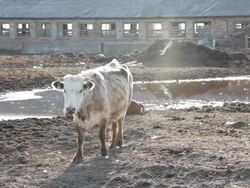 Farm life - curious cow in looking into camera Stock Footage