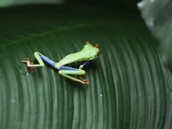 Red Eyed Tree Frog on a palm frond Stock Footage