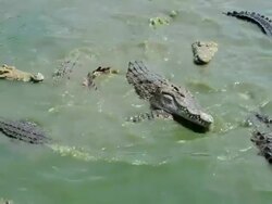 Crocodile Stock Footage