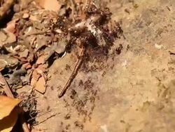 Ants Carrying Food Stock Footage