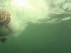 Medium Close Up hand-held pan-left pan-right - A great white shark chomps bait and thrashes around with the line in its jaws. Stock Footage