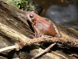 European Common Frog HD Stock Footage