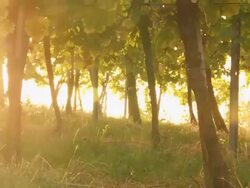 HD DOLLY: Sunlit Vineyard Stock Footage
