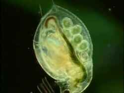 Daphnia, Water Fleas, UK Stock Footage