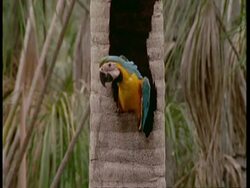 MS Young Blue and yellow Macaw at nest hole, South America Stock Footage