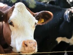 PAN Cows Standing in Row Along Fence / Richmond. Virginia, USA  Stock Footage