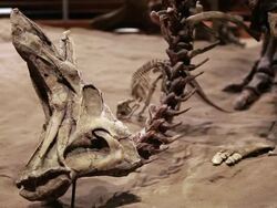 A skeleton of dinosaur  in the sand Stock Footage