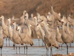 MS SLO MO Shot of Sandhill Cranes Grus canadensi standing in water / Kearney, Nebraska, United States Stock Footage