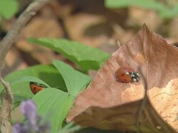 Ladybirds Stock Footage