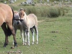 Three Dartmoor Ponys Stock Footage