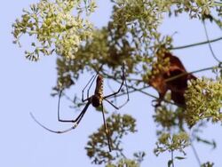 Giant Wood Spider Stock Footage