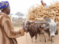 Cattle cart full of straw Stock Footage