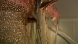 A locust moves as it clings to wire mesh. Stock Footage