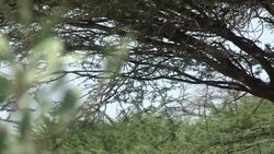 VOICED: Africa's largest wind farm will blow fossil fuels away News Clip