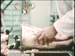 Butchers cut and weigh meat. News Clip