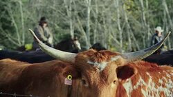 Cowboys herding Longhorn Cattle in a holding pen Stock Footage