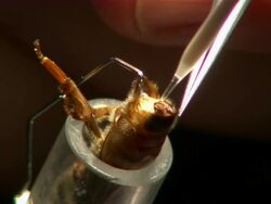 Close up of queen bee being artificially inseminated. Stock Footage