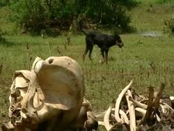 MS Elephant bones, dog walks past in background Stock Footage