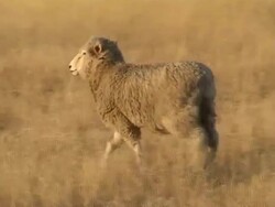 Ewe on a meadow Stock Footage