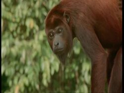 CU Red howler monkey mother with baby on back, walking through tree, South America Stock Footage