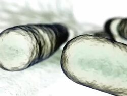 E. coli Escherichia coli bacteria reproducing in the gut Stock Footage