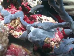 Diver pointing out juvenile Giant Frogfish (Antennarius commerson) camouflaged in Sponge, Baa Atoll, The Maldives Stock Footage
