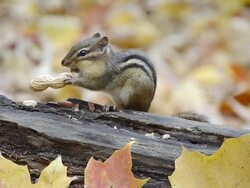 CU Eastern chipmunk (Tamius striatus) chewing open peanut shell on  log amidst autumn leaves / Valparaiso, Indiana, United States Stock Footage