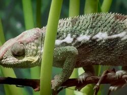 Panther Chameleon Stock Footage