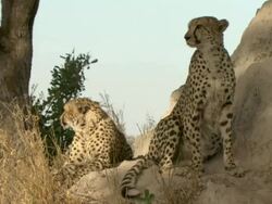 MS Shot of cheetah resting in shade at base of termite mound / Okavango Delta, North-West District, Botswana Stock Footage