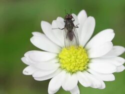 Fly on Flower Stock Footage