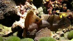 Leaf scorpionfish walks close to the camera Stock Footage