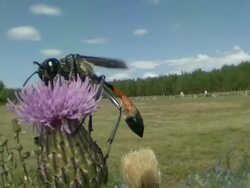 MS Hymenopteran nourishing by flower / Visby, Nar, Ljugarn, Gotland, Sweden   Stock Footage