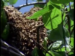 Honey bees swarm in tree Stock Footage