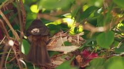 Feeding baby birds in nest Stock Footage