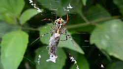 spider on web eating insect Stock Footage