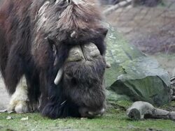 Musk OX Stock Footage