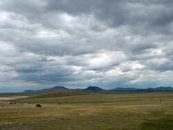 WS T/L View of Angus cows on prairie with dramatic clouds and sun and shadows rolling across landscape / Augusta, Montana, United States Stock Footage